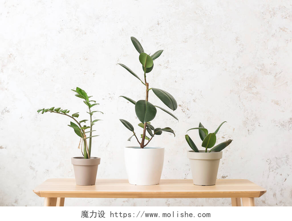 白色墙壁前的三个花盆具有浅色背景的不同室内植物的桌子